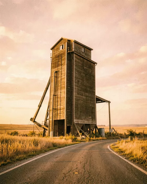 Wheat Gold