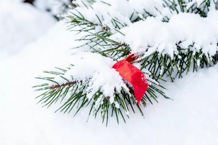 Snowbound Pine