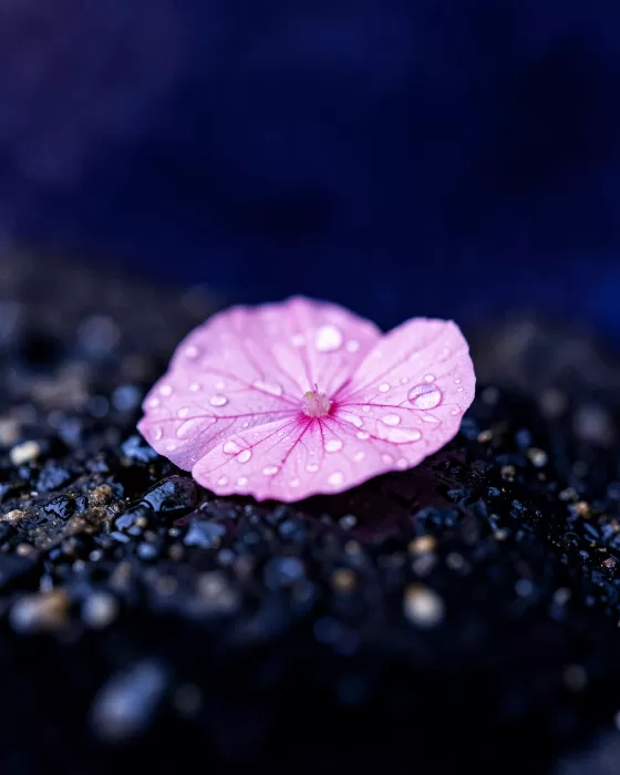 Indigo Petal