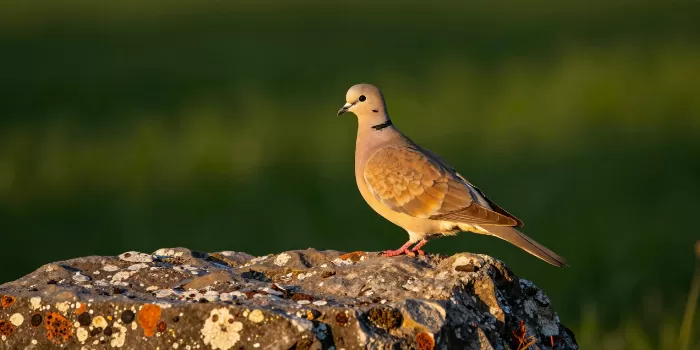 Amber Dove