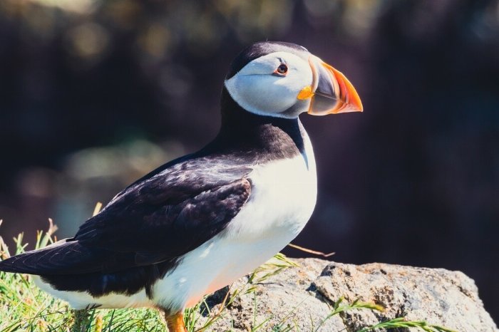 Newfoundland Puffin - Newfoundland art print
