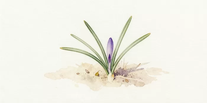 Violet Leaves