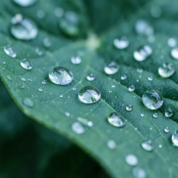 Emerald Veins