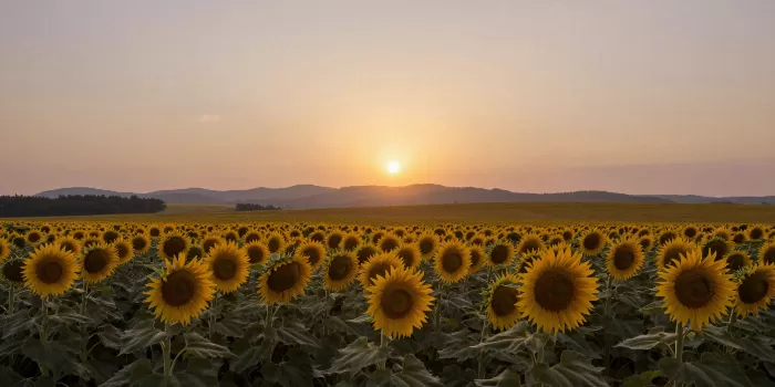 Sunlit Solstice