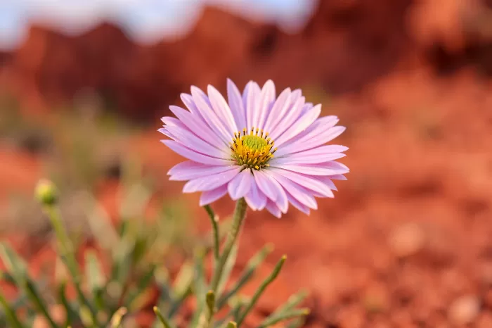 Desert Blush