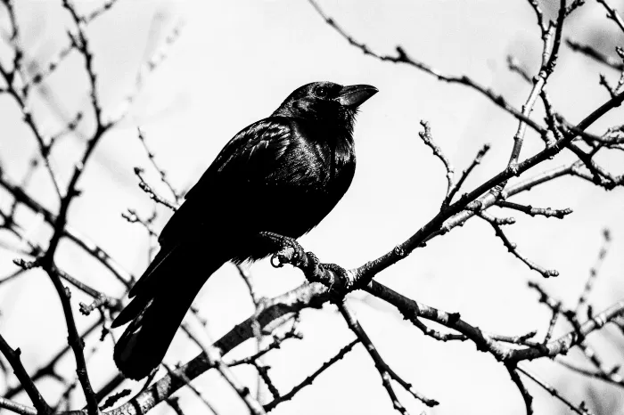 Magpie Alighting