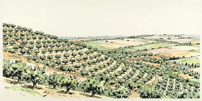 Hill Plain