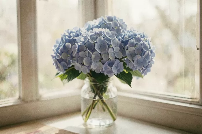 Windowsill Hydrangeas
