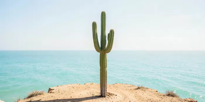 Shoreline Saguaro