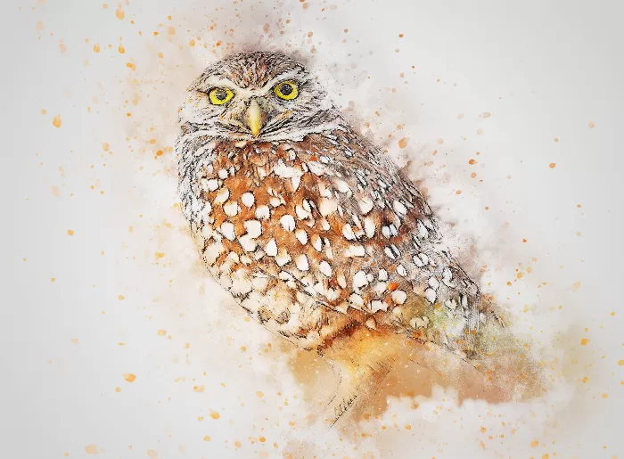 Owl Looks