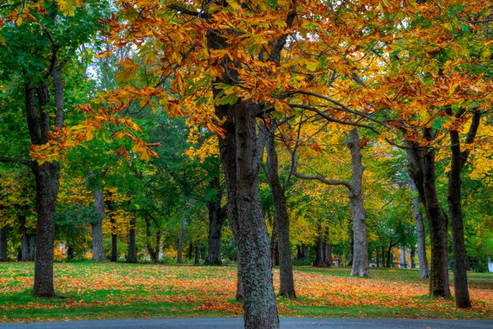 Fall At Bannerman - Newfoundland art print