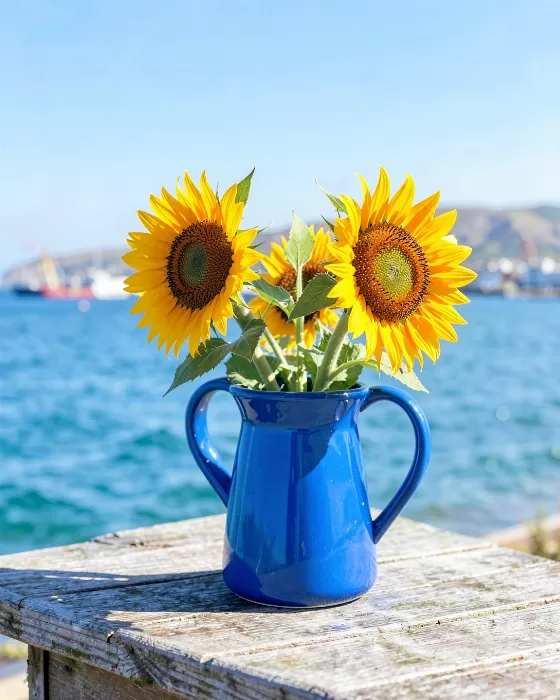 Harbour Sunflowers