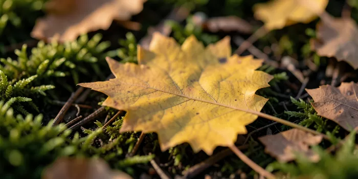 Aspen Ember