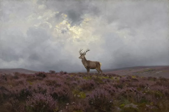 Moorland Stag