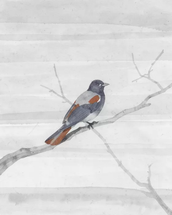 Stone Magpie