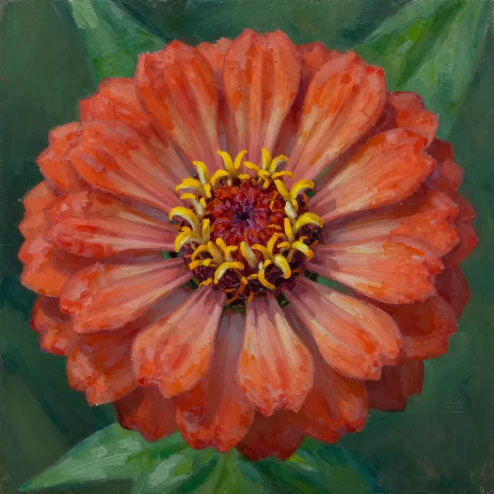 Crimson Zinnia