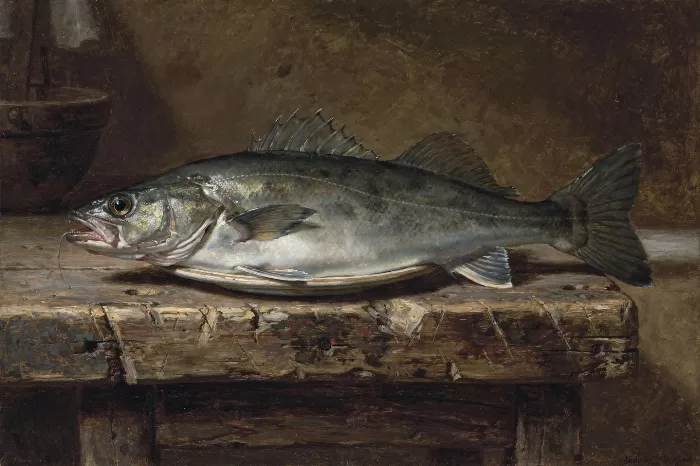 Atlantic Cod