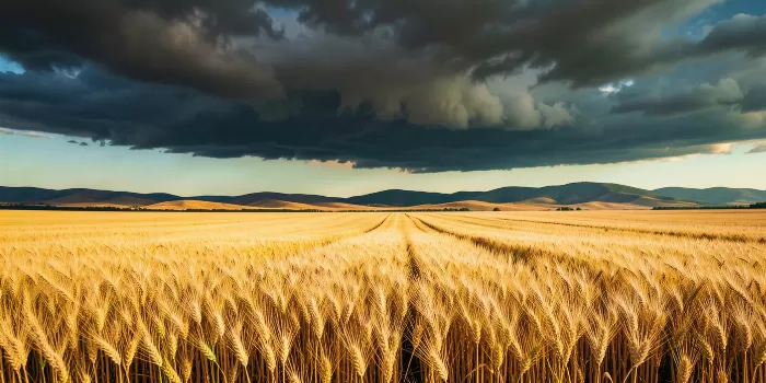 Storm Harvest