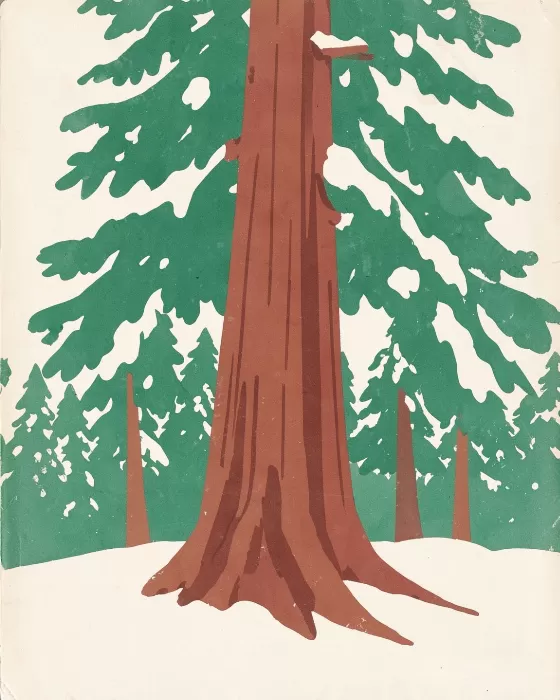 Sequoia Snowfall