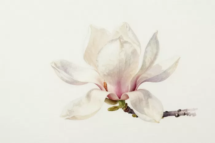 Magnolia Quiet