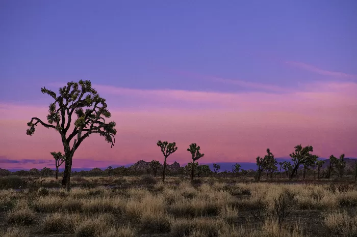 Joshua trees at sunset