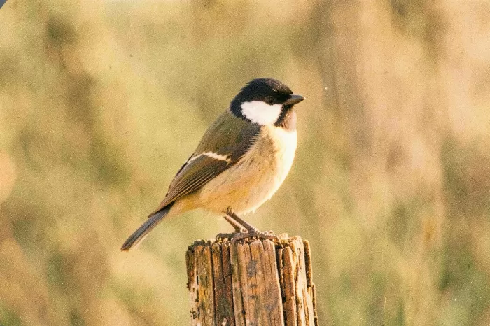 Amber Chickadee