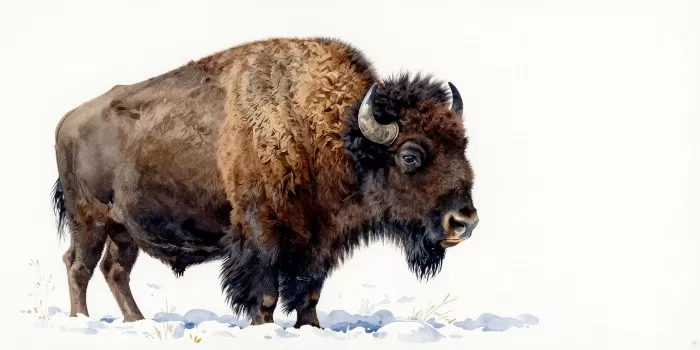Bison Study