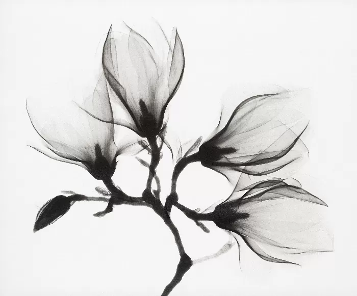 Magnolia Branch with Four Flowers