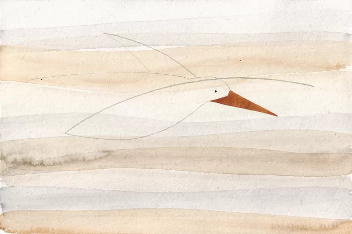 Tern Whisper
