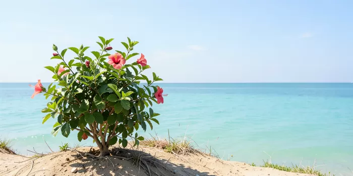 Dune Bloom II