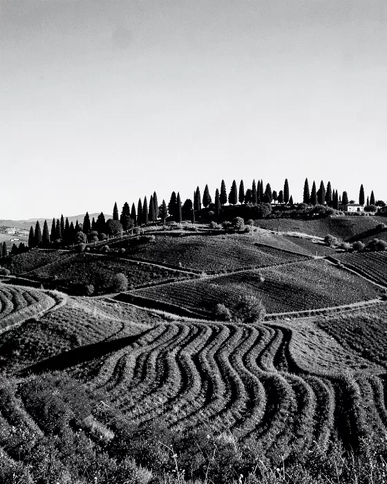 Tuscan Furrows