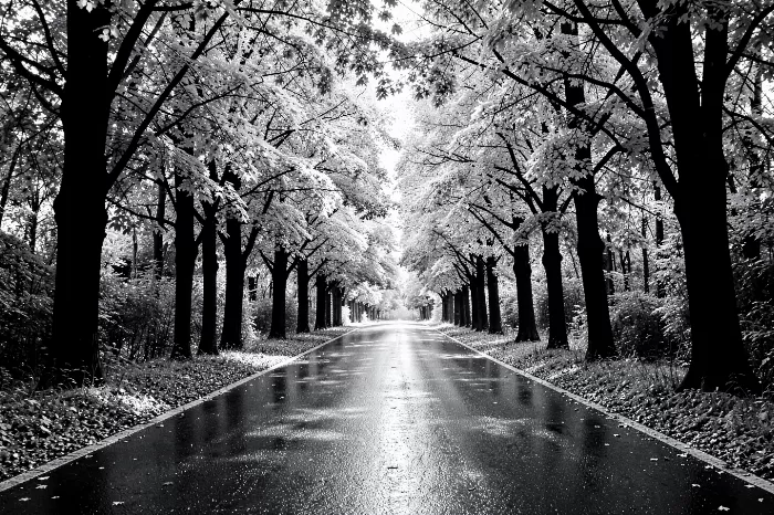 Reflected Canopy