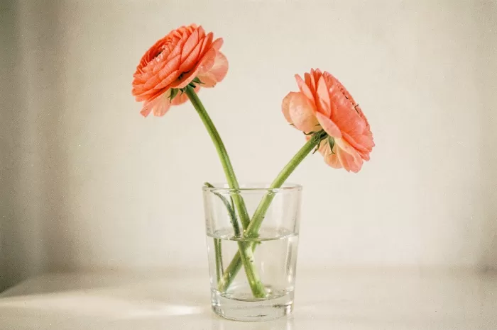 Window Ranunculus