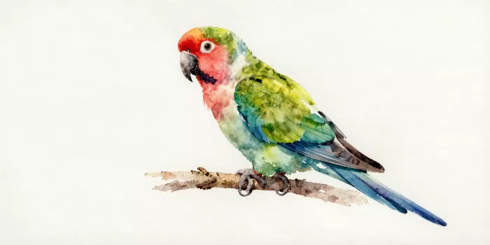 Parrot Wash