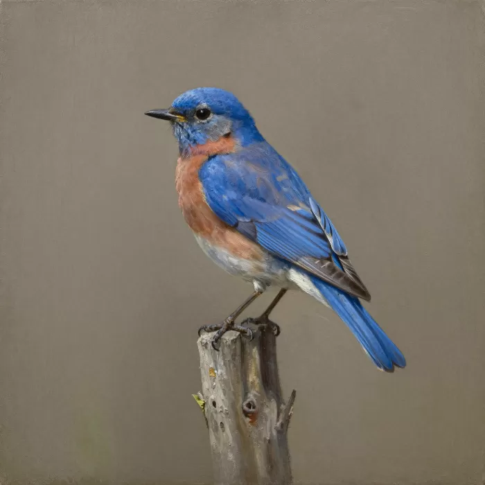 Bluebird Perched