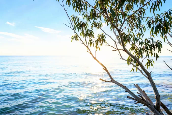 Eucalyptus Shore