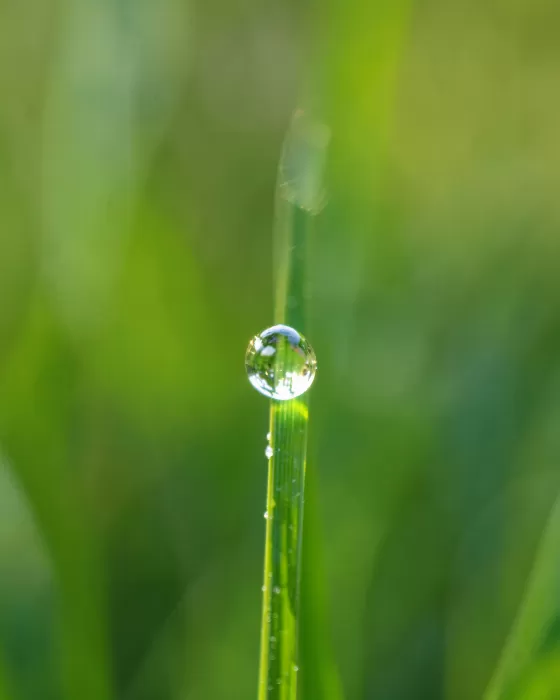 Dewdrop
