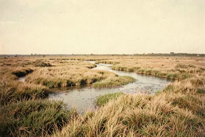Tidal Creeks