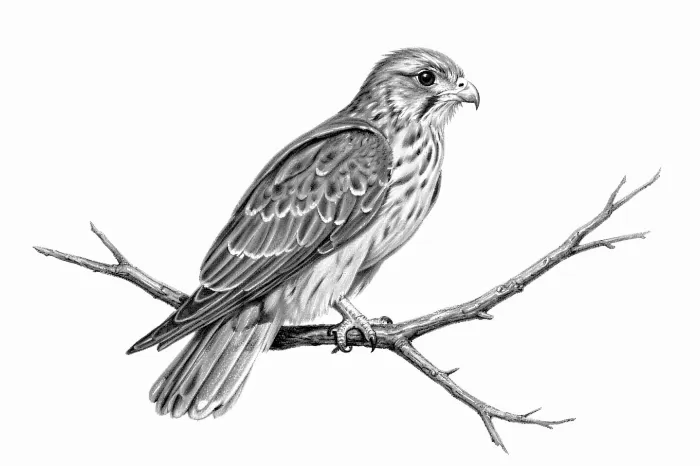 Raptor