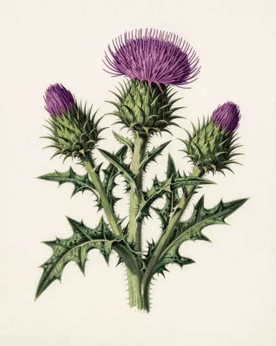 Wild Thistle