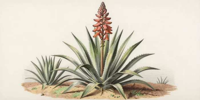 Century Plant