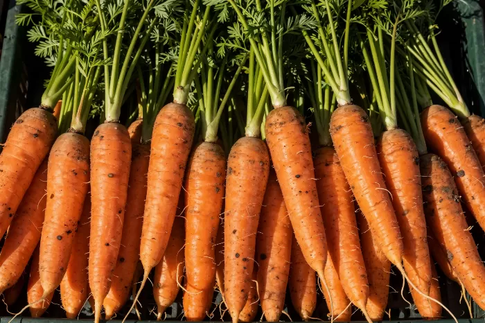 Carrot Harvest