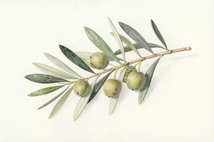 Olive Sprig