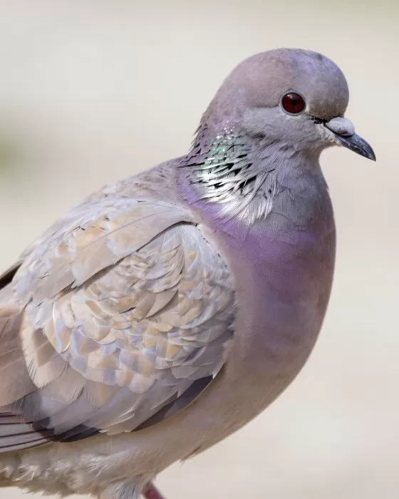Lilac Down