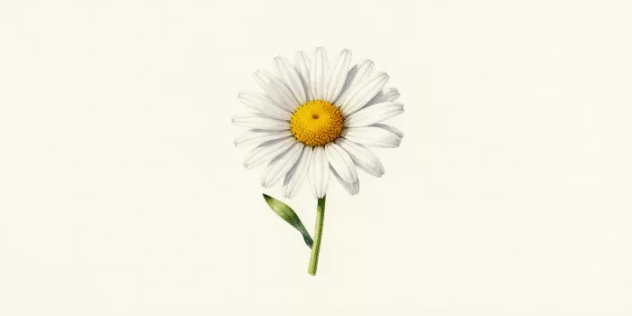 Daisy Study