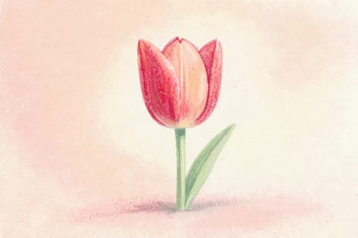 Scarlet Tulip
