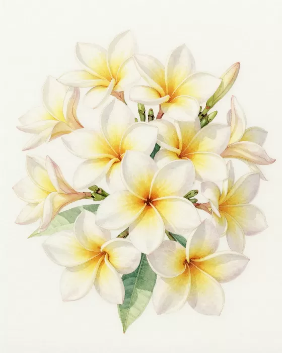 Tropical Bloom