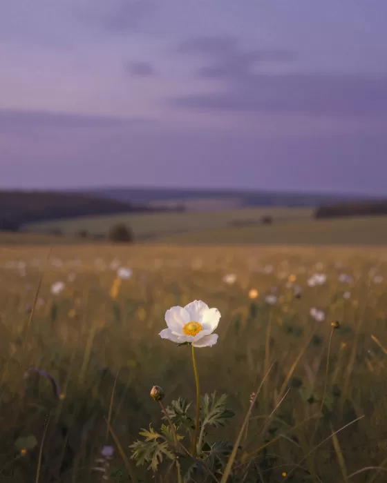 Anemone Dusk