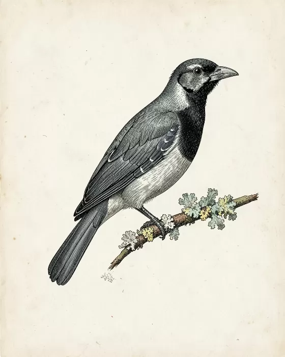 Lichened Perch