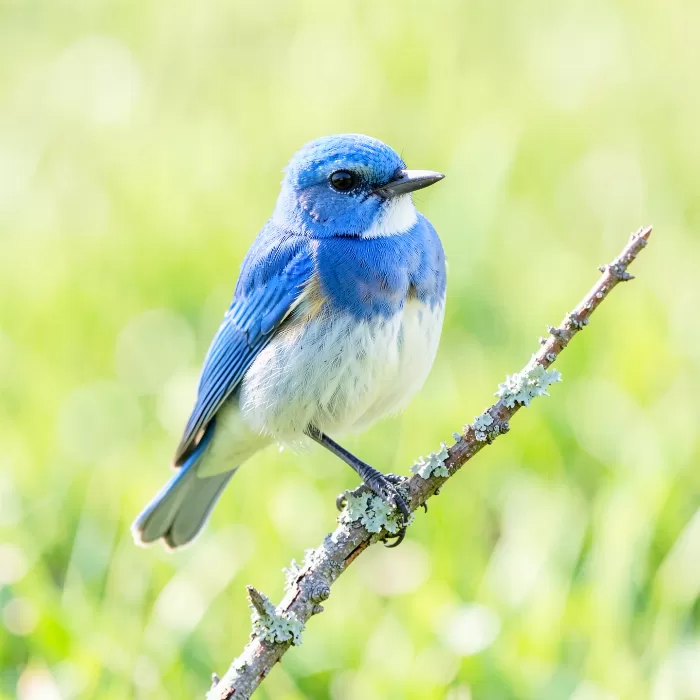 Summer Blue